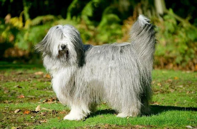 Бородатый колли (15)15