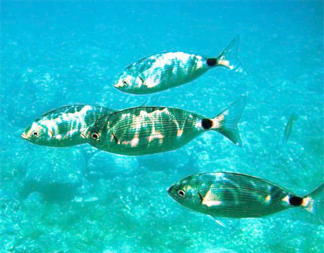 Capo_Gallo_Oblada_melanura0