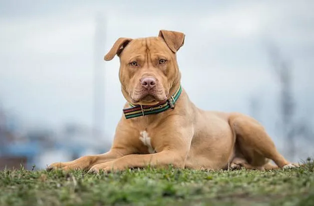 Американский питбультерьер (10)6