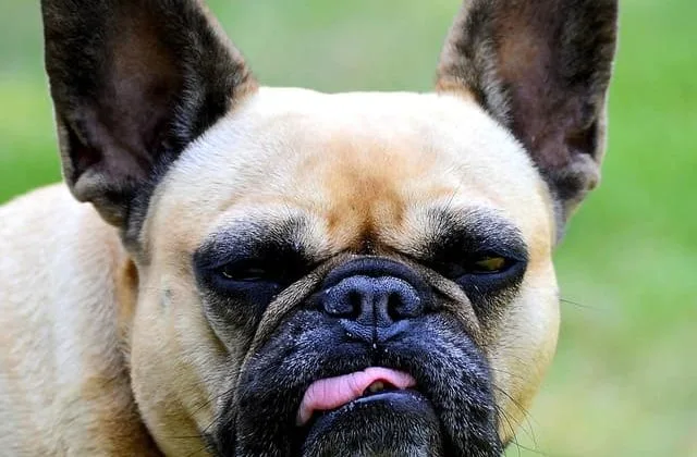 Французский бульдог (18)17