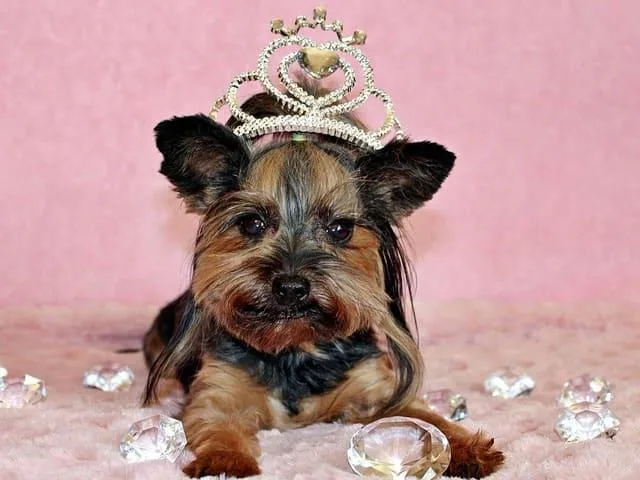 Выбор идеального имени для йоркширского терьера: советы и рекомендации3