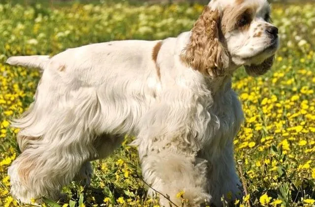 Американский кокер-спаниель (4)12