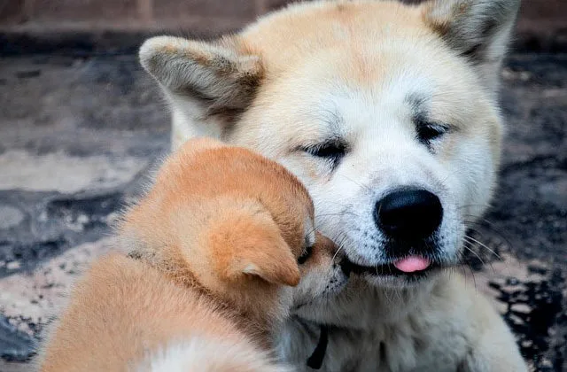 акита-ину-107