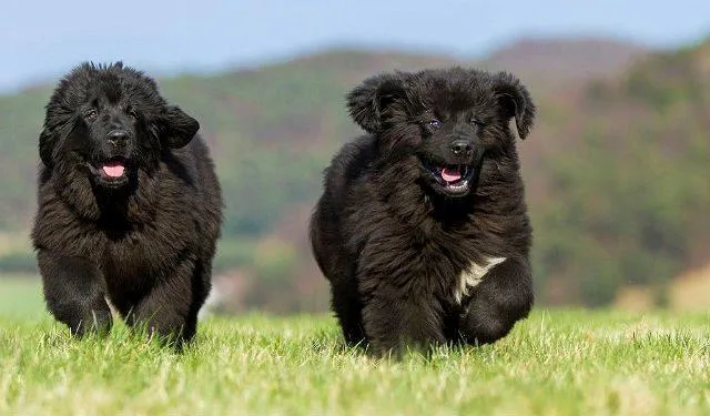 Ньюфаундленд: полное руководство по истории, стандартам породы и уходу за московским водолазом4