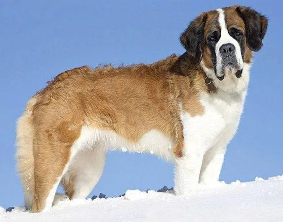 Сенбернар: величественная порода с доброй душой и уникальными качествами4
