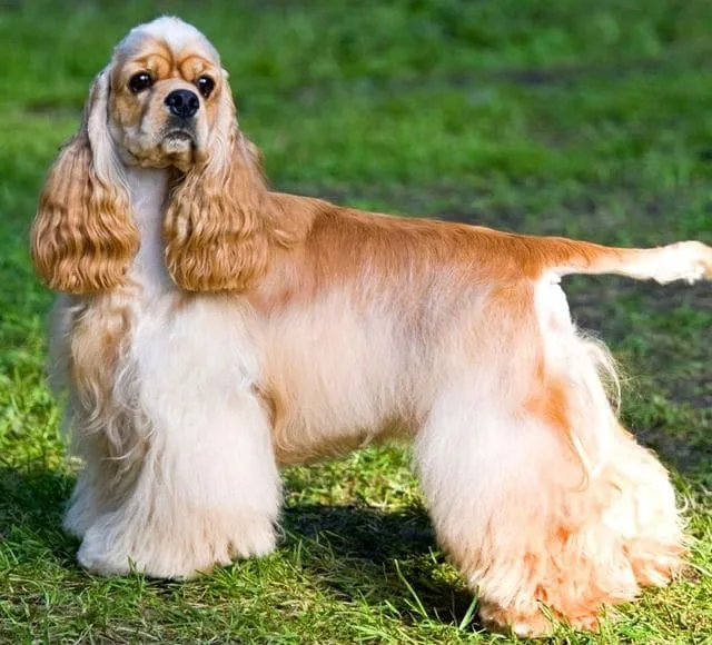 Американский кокер-спаниель: энергичный компаньон с роскошной шерстью3