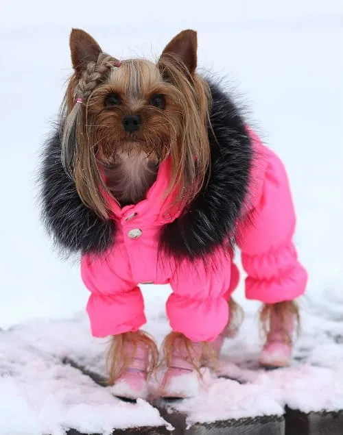 Как правильно выбрать гардероб для йорка: советы и рекомендации1