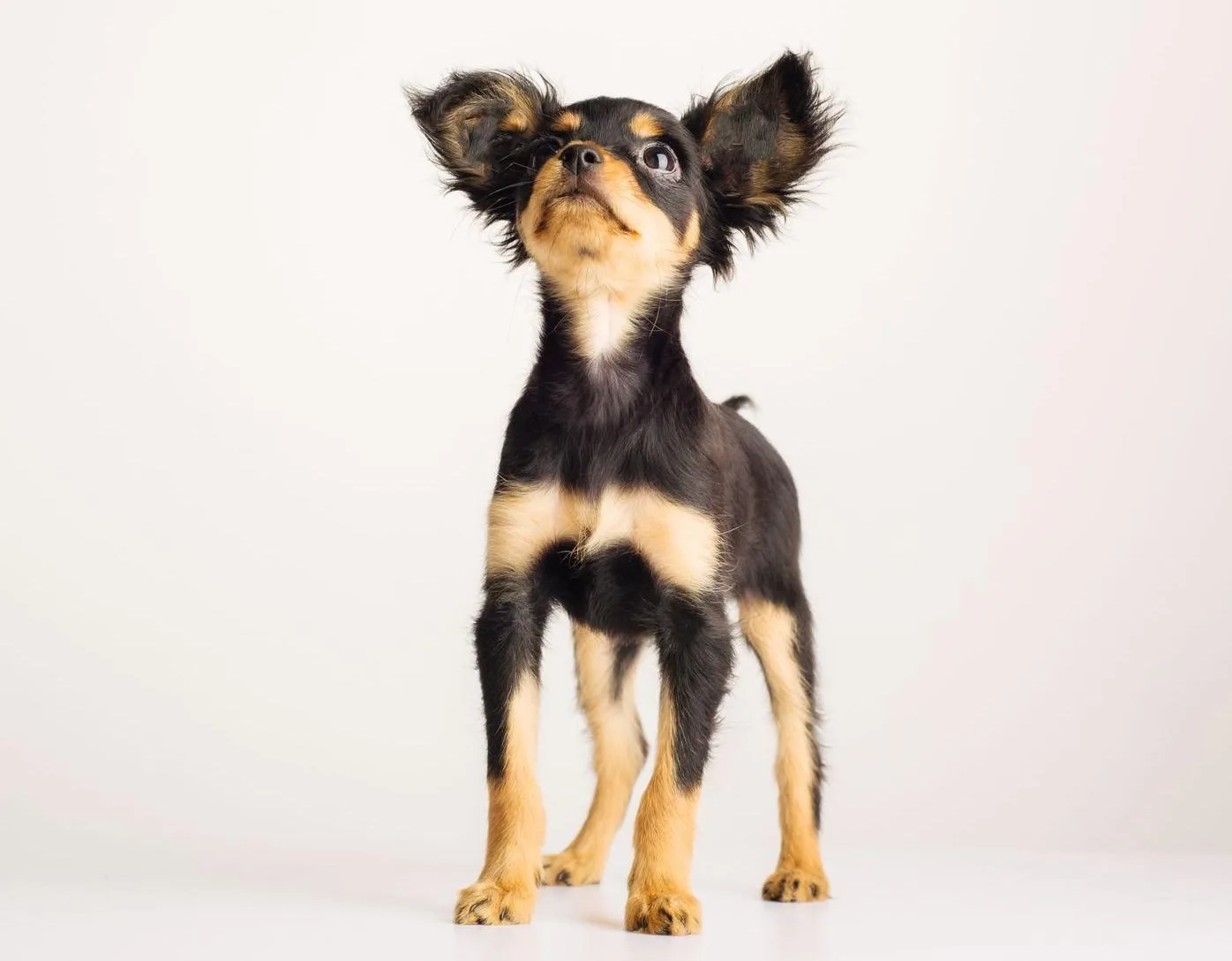 Русский той-терьер: маленький упрямец с выразительными оленьими глазами6