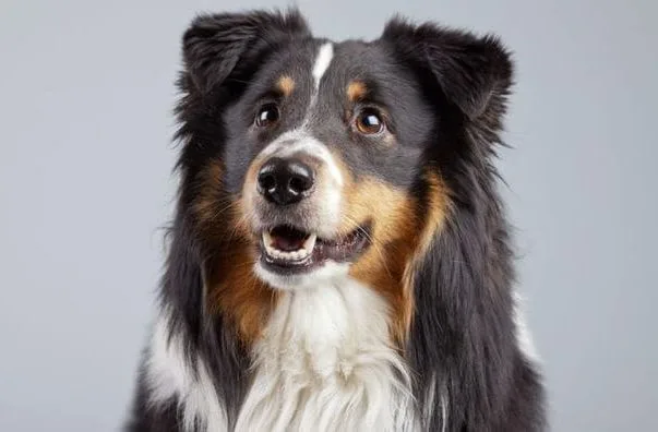 Бордер колли (22) Бордер колли (22)22