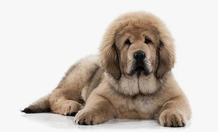 Тибетский мастиф: удивительная собака Будды и её особенности6