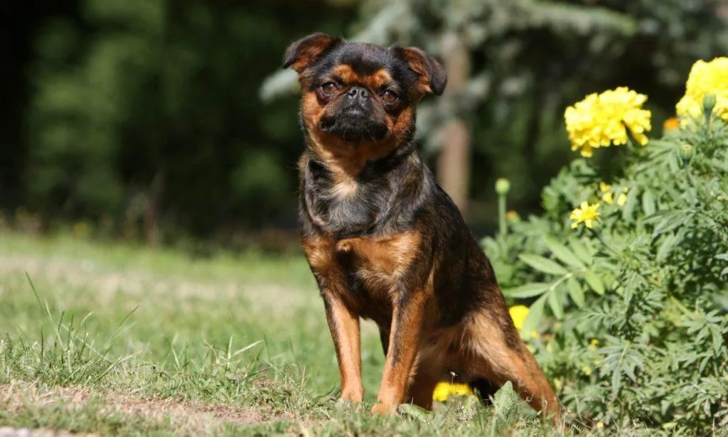 Пти-брабансон: полное описание породы, уход и советы для владельцев4
