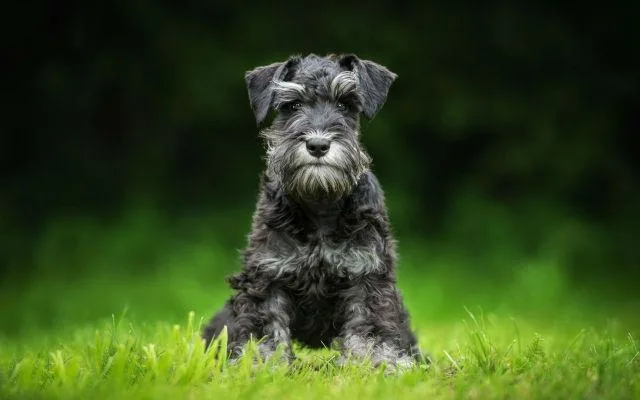 Цвергшнауцер: самый маленький служебный пес и его особенности2