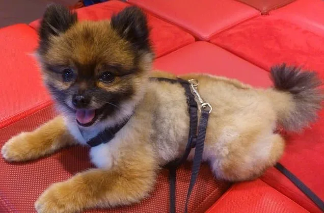 Померанский шпиц медвежьего типа (12)16