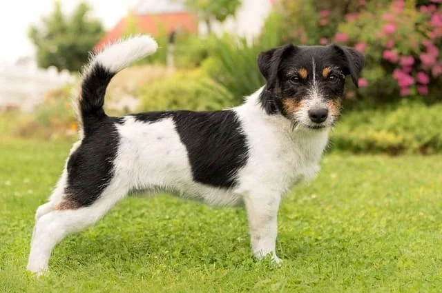 Клички для джек-рассел-терьеров: лучшие имена для вашего питомца5