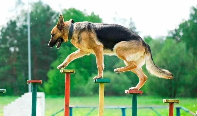 Дрессировка немецкой овчарки: правила, эффективные приемы и советы от кинологов для успешного обучения1