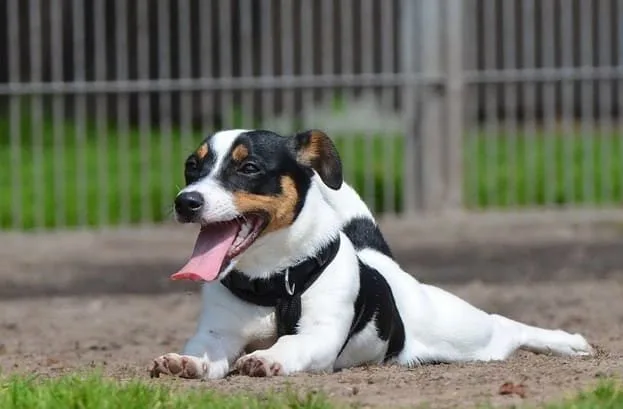 Джек-рассел-терьер (1)9