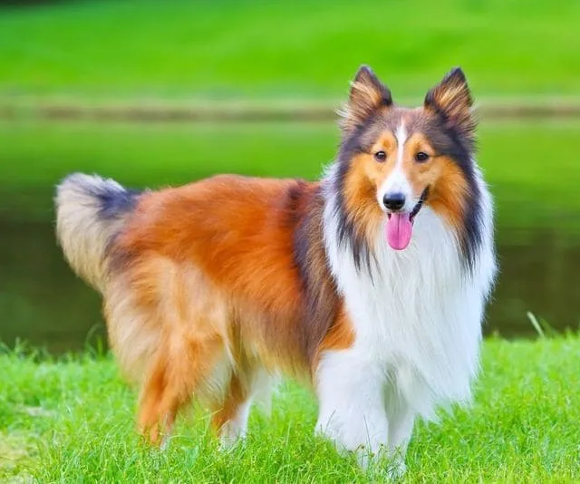Карликовые колли: преданные друзья и идеальные пастушьи собаки8