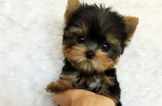 Мини йорк (2) Мини йорк (2)13