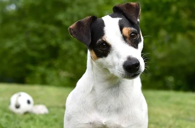 Джек-рассел-терьер (13)25