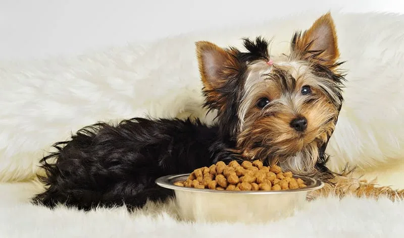 Уход за йоркширским терьером: советы и рекомендации для владельцев2