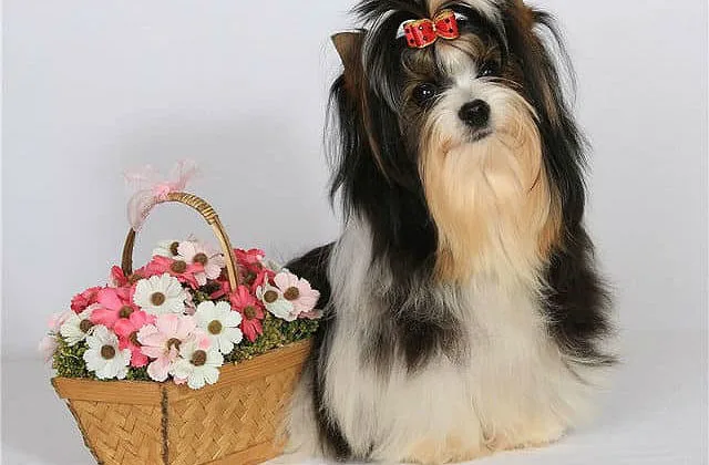 Бивер йорк-0)5