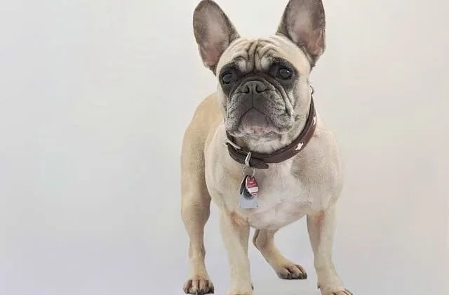 Французский бульдог (19)13