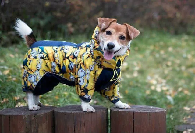 Одежда для джек-рассел-терьера: необходимость для здоровья или прихоть владельца?2