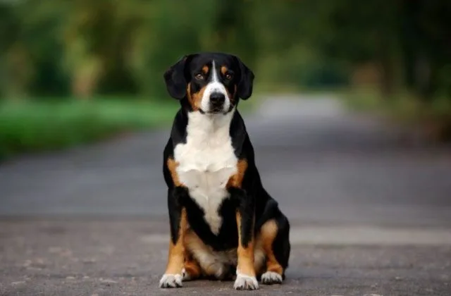 Энтлебухер зенненхунд (6)8