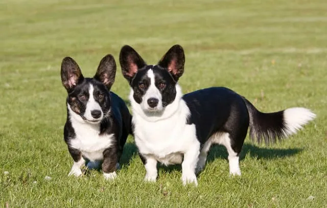 Вельш-корги-кардиган: улыбчивый пастушонок и королевский питомец3