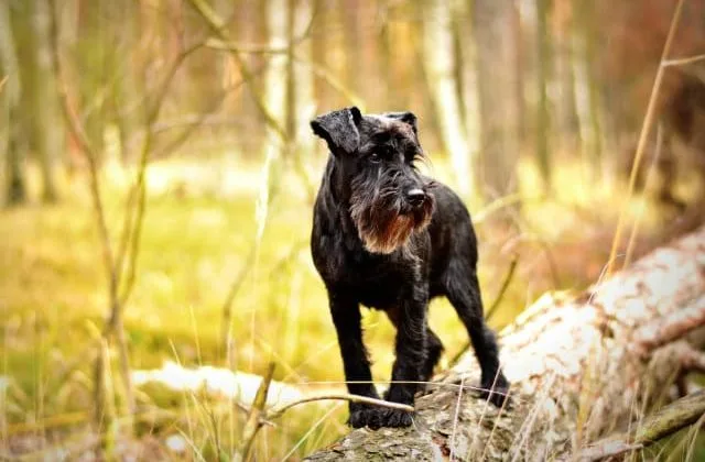 Цвергшнауцер (11)5