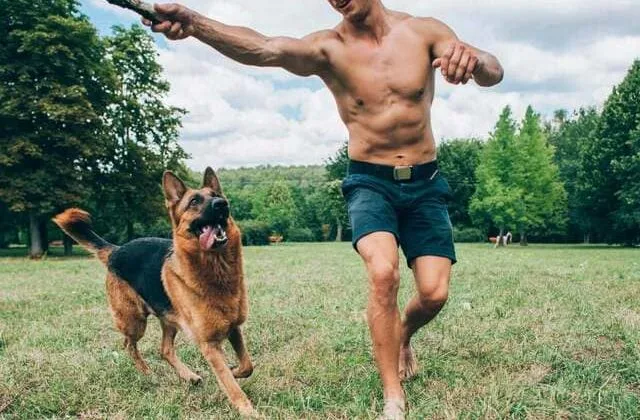 Как дрессировать немецкую овчарку (23)15