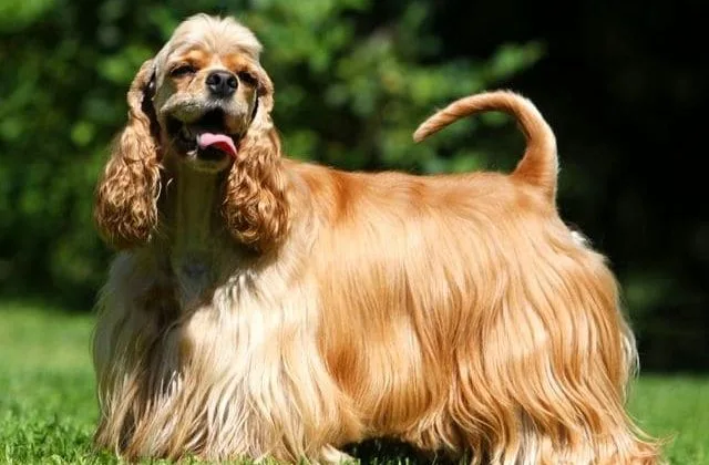 Американский кокер-спаниель (2)20