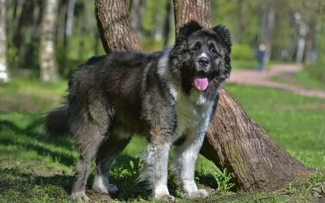 Кавказская овчарка: преданный охранник с милой внешностью плюшевого медведя1