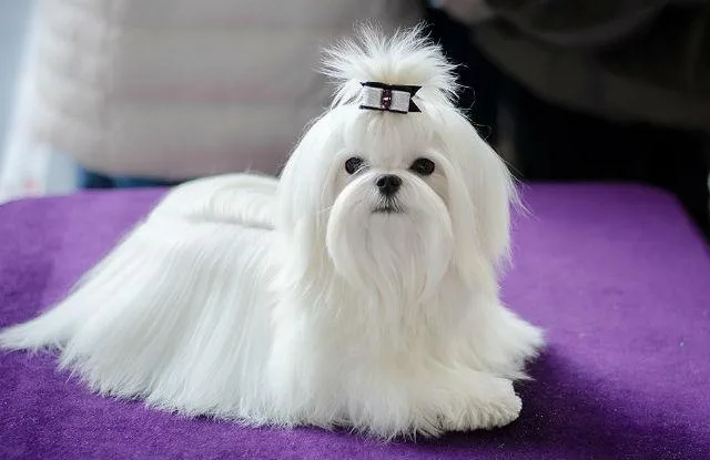 Мальтийская болонка: гламурная собака, любимая французскими монархами3