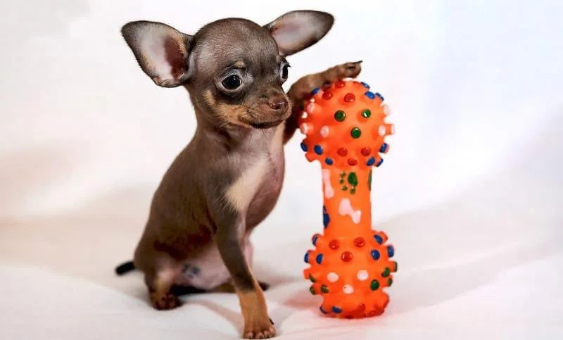 Как правильно кормить русского той-терьера: советы по питанию взрослых собак и щенков4