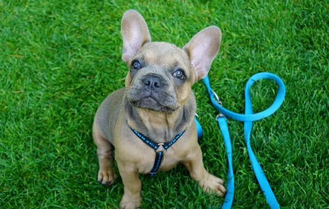 Эффективное воспитание французского бульдога дома: советы без помощи кинолога2