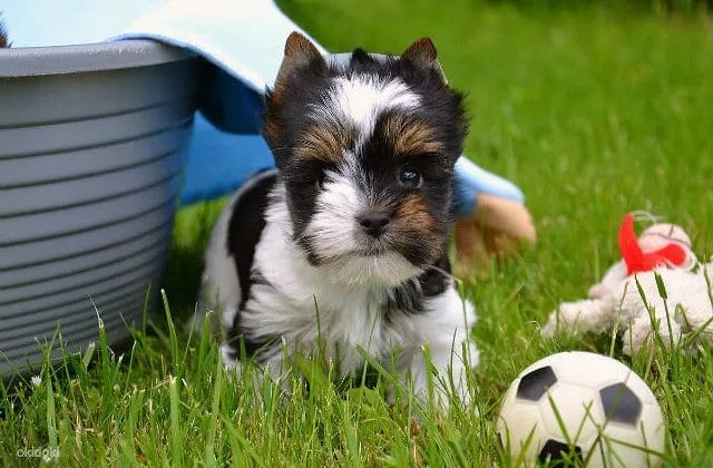 Бивер йорк (8)7