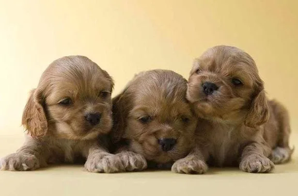 Американский кокер-спаниель (17)10