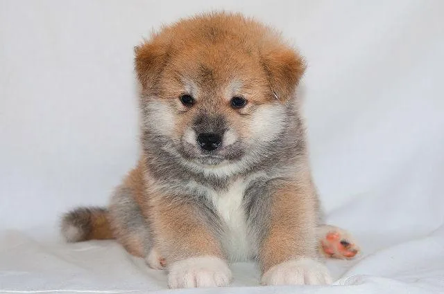 Уход за щенком и взрослой собакой породы Акита-ину: советы и рекомендации1