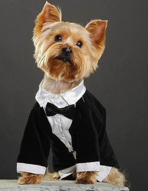 Как правильно подстричь йорка: секреты ухода и пошаговые инструкции для идеальной стрижки1