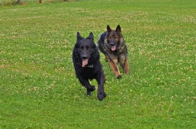 Восточно-европейская овчарка (8)10