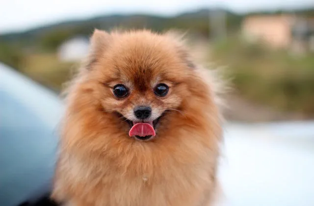 Померанский-шпиц-615