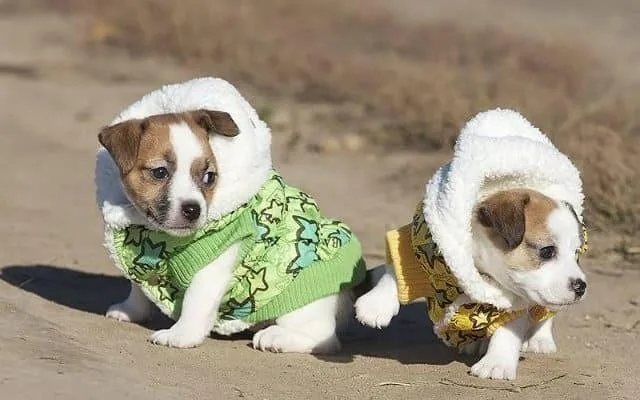 Одежда для джек-рассел-терьера: необходимость для здоровья или прихоть владельца?1