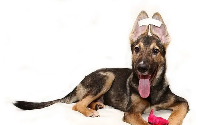 Как правильно самостоятельно поставить уши овчарке: эффективные способы и профилактические манипуляции4