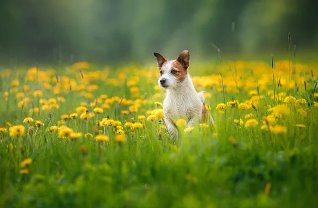 Джек-рассел-на-цветочном-поле21