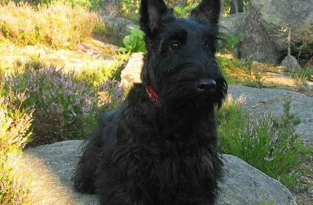 Скотч-терьер (2)18