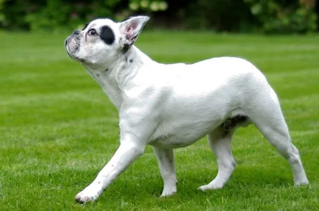 Французский бульдог: преданный охранник, крысолов и любимец Ива Сен-Лорана6