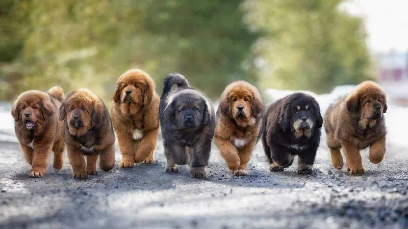 Тибетский мастиф: удивительная собака Будды и её особенности8