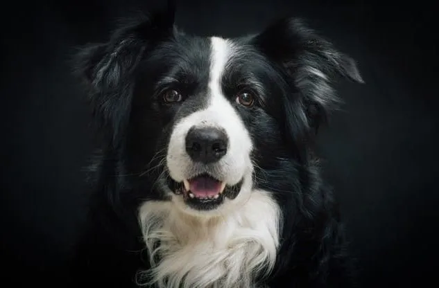 Бордер колли (4) Бордер колли (4)25