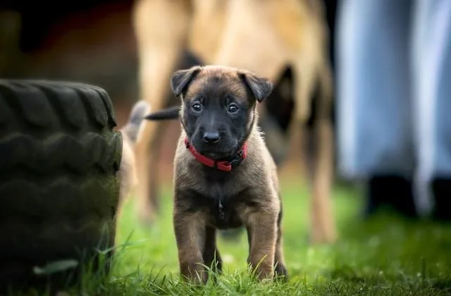 Бельгийская овчарка (2)29